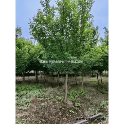 紫荊 巨紫荊 叢生紫荊 獨桿紫荊 宮粉紫荊 湖北紫荊武漢紫荊烏桕孝感漢川紫荊樹蔡甸紫荊供應基地